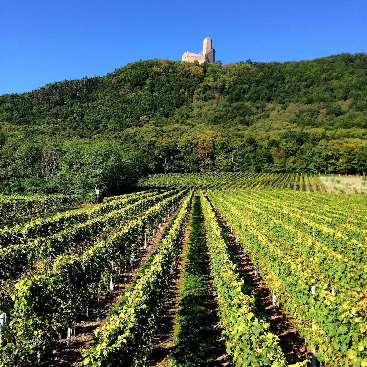 Nos Vins d'Alsace - AOC Alsace