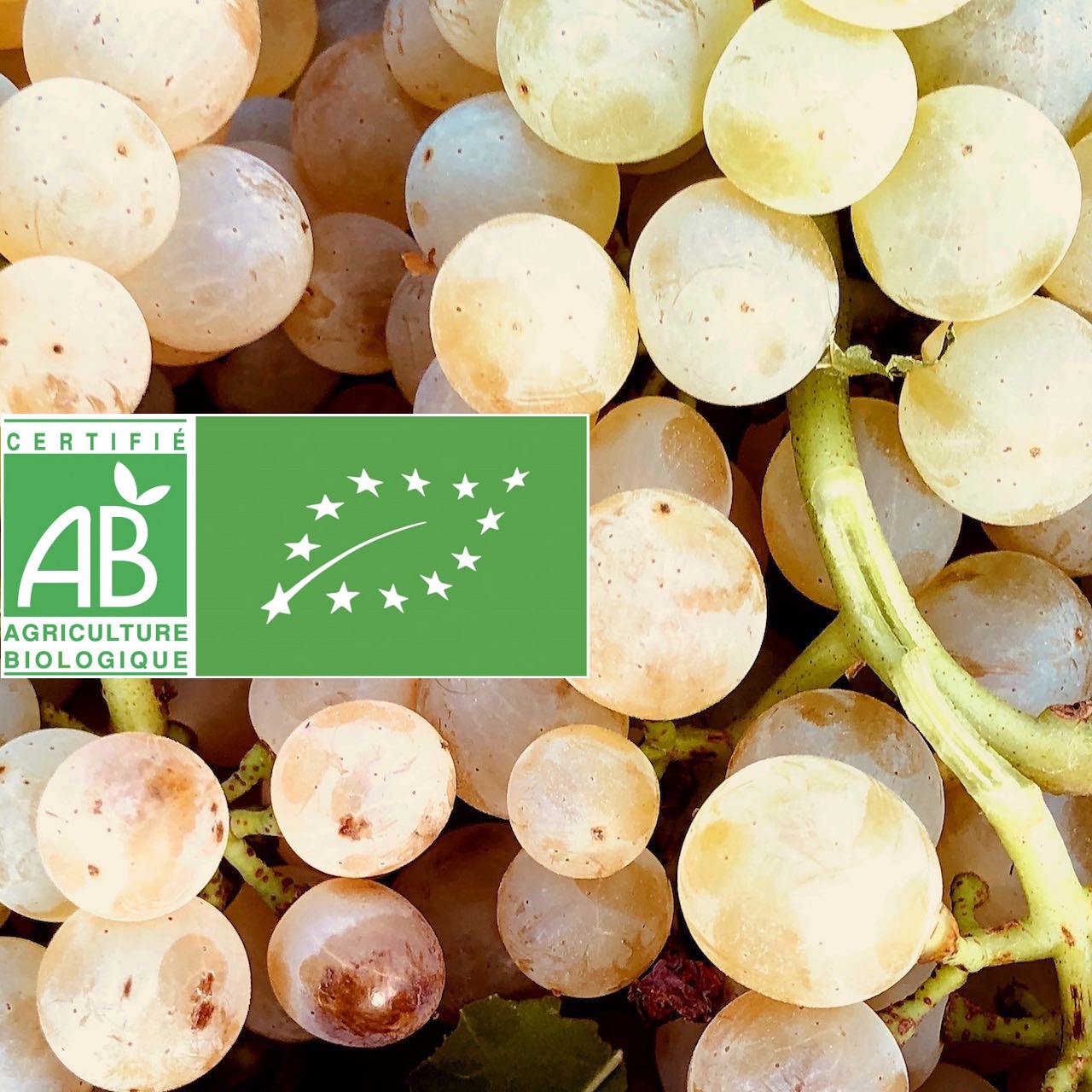 Nos Vins Bio - Vin d'Alsace Biologique